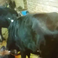 انواع گاو و گوساله گوشتی و داشتی|حیوانات مزرعه|تبریز, |دیوار