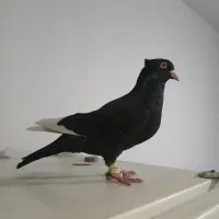 کفتر نر موقعیت ناصر آباد  قیمت ۸ملیون تخفیف هم|پرنده|شیراز, درکی|دیوار