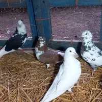 کبوتر پرشی|پرنده|رامیان, |دیوار