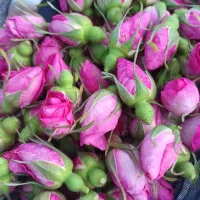 گل محمدی|خوردنی و آشامیدنی|تبریز, |دیوار