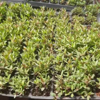 نشا اویشن با کیفت خوب