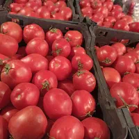 کارگر میدان میوه تره بار مرکزی تهران|استخدام خدمات فروشگاه و رستوران|تهران, میدان میوه و ترهبار مرکزی|دیوار