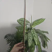آرشه ویولن اورجینال