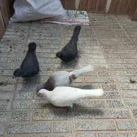 چهارتا کفتر