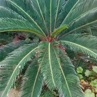 برگ سیکاس