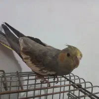 عروس هلندی مولد|پرنده|محمدشهر, محمدشهر|دیوار