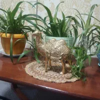 شتر برنجی