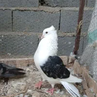 کبوتر دوکت معاوضه و فروش|پرنده|مرزیکلا, |دیوار