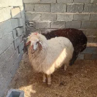 میش آبستن داشتی