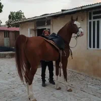 اسب مادیان نریان و کره|اسب و تجهیزات اسبسواری|شیراز, شهرک فرزانگان|دیوار