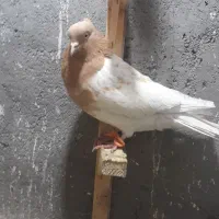 بلوار توس کفتر جفتگاه|پرنده|مشهد, شهرک صنعتی توس|دیوار