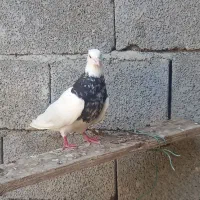 طوقی کرمانشاهی.. گناوه