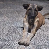 توله لاس 4 ماهه
