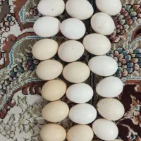 تخم مرغ محلی