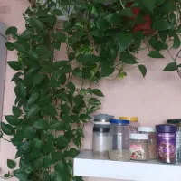 پتوس پرپشت وبا برگهای تازه