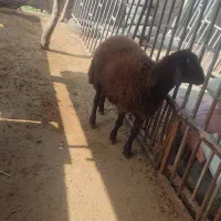نر بره