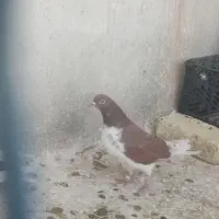 کبوتر|پرنده|معصومیه, |دیوار