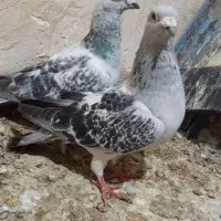 رنگه|پرنده|پائین جام, |دیوار