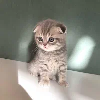 گربه بریتیش اسکاتیش|گربه|مشهد, فردوسی|دیوار