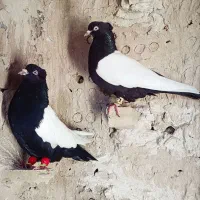 سینه سیاه کله سیاه