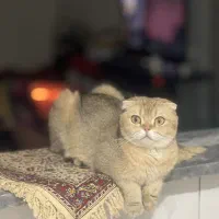 یک قلاده ماده اسکاتیش مولد