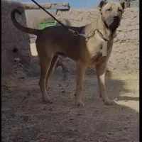 سرابی۱۲ماهه