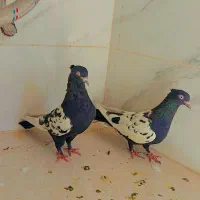پرنده|پرنده|فسا, |دیوار