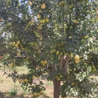 نهالستان رضایی