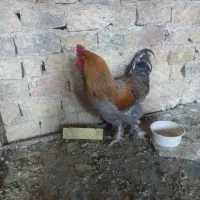 خروس برهما پاتریچ|حیوانات مزرعه|نظرآباد, رسالت|دیوار