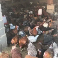 ۱۰۰مرغ نژاد گلپایگان|حیوانات مزرعه|مهدی شهر, |دیوار