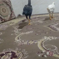 لاری ۸ ماهه|حیوانات مزرعه|اقبالیه, |دیوار