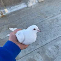 کفتر/ کبوتر