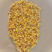 فروش ذرت مرغداری
