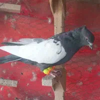 چارتا سینه باهم|پرنده|شیراز, شیشه‌گری|دیوار