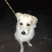 سگ واکسن زده تمیز معدب