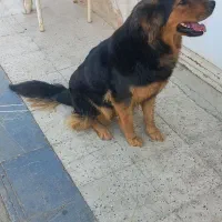 واگذاری سگ|سگ|کهریزک, |دیوار