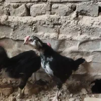 چوری مرغ و خروس گلین پنگوئنی مرغ تخمگذارریشو گ لخت