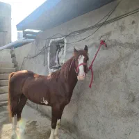 نداشتن جا .درست بخوانید پیام دهید