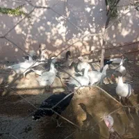 غاز وبوقلمون معاوضه با بوقلمون بزرگ|حیوانات مزرعه|چهارباغ, |دیوار