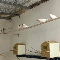 تخم نطه دار فنچ کرواتی سفید