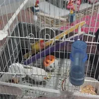 فروش|پرنده|ملکان, |دیوار