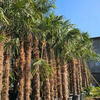 فروش درخت پالم