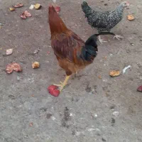 خروس بومی و مرغ لاری|حیوانات مزرعه|بادرود, |دیوار