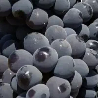 کشمش افتابی میوه مجلسی انگور شانی دیم انگور شرابی|خوردنی و آشامیدنی|تهران, میدان میوه و ترهبار مرکزی|دیوار