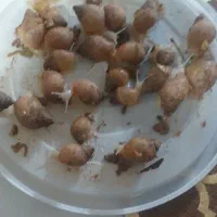 حلزون|خزنده|پیشوا, |دیوار