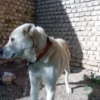 سگ سرابی