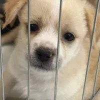 سگ کوچک آپارتمانی|سگ|اصفهان, هزارجریب|دیوار