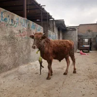 یک عدد گوساله نر درجه یک سالم و خوش خوراک