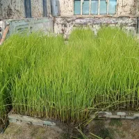 فروش نشا برنج هاشمی دم دار