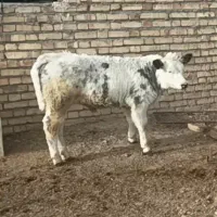 گوساله نر بلژیک